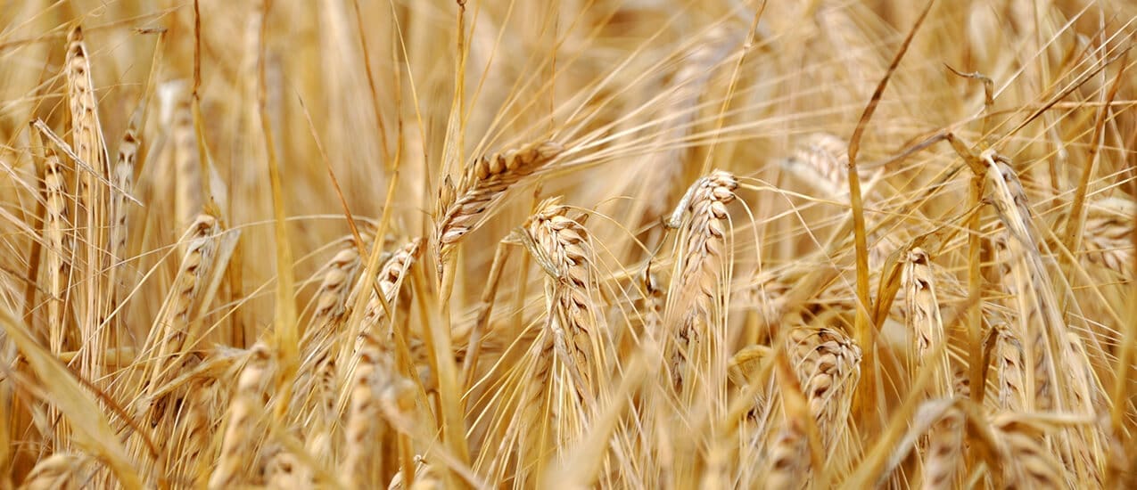 Stråforkorter Bureau Veritas